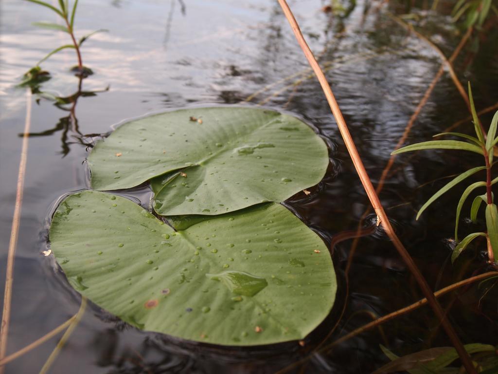 Kuoreksenniemi & Lakehouse